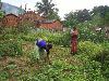 Crop trials.jpg